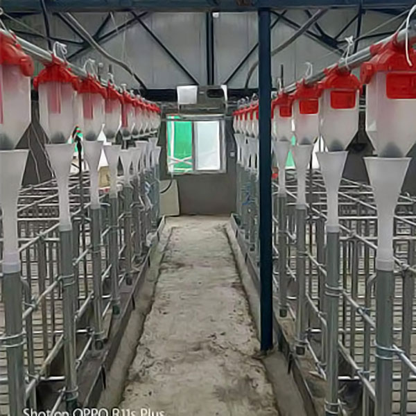 猪用自动喂料线