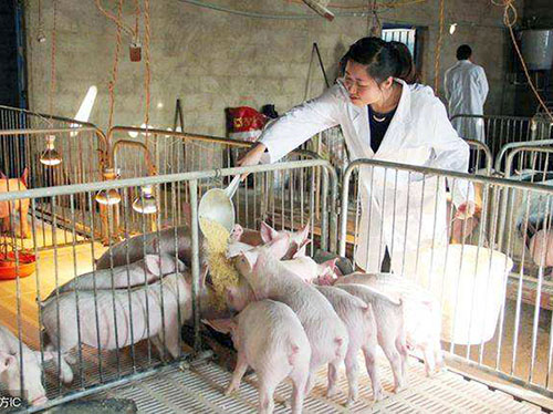 铺设水泥漏粪板时应注意什么