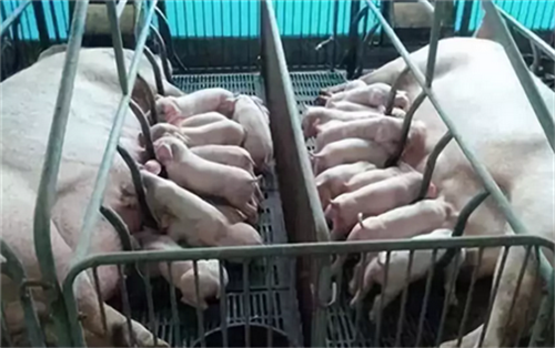 据料塔厂家小编所知，养殖场时常有母猪咬死猪仔的情况，应该怎么避免？