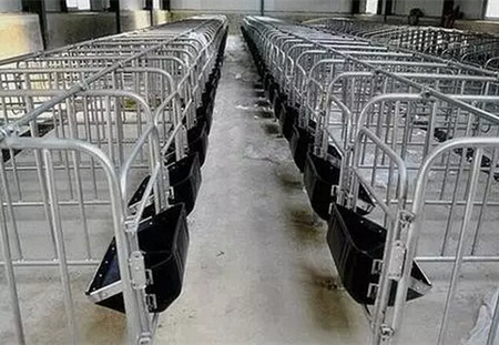现代化养猪中的限位栏