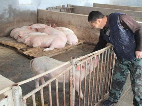 养猪场中自配猪饲料的“十大要素”