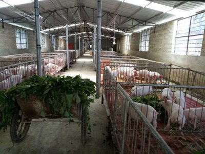 猪舍的占地面积该怎么计算？通常用哪些计算方式？