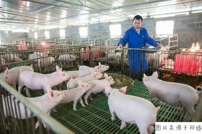 冬季养猪场房采暖方式猪场建设
